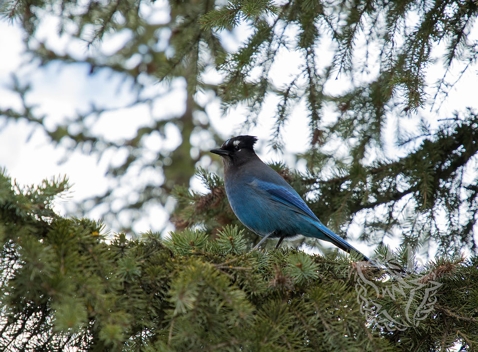 Steller's Jay