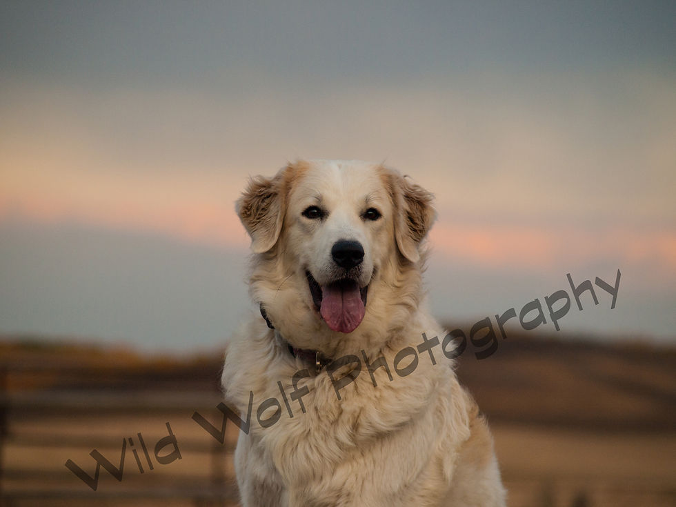 Juno Sunset Watermarked.jpg