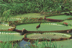 AMAZONAS