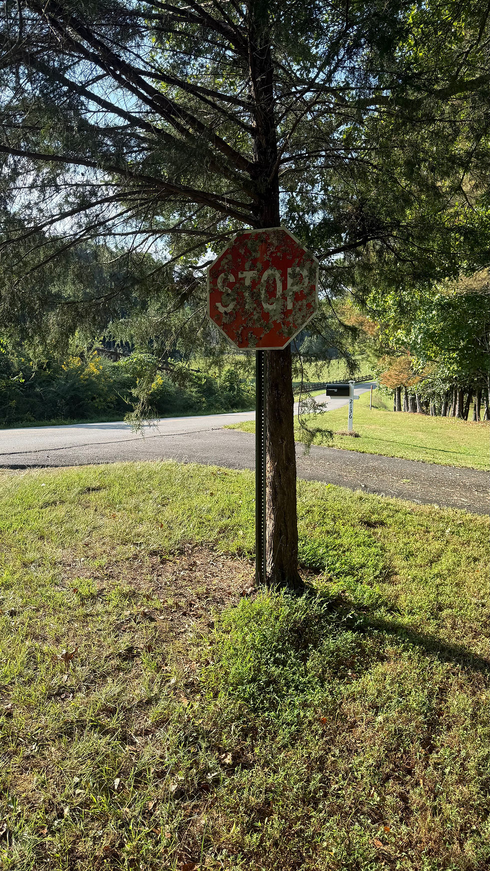 A forgotten stop signs remains hidden by a tree on the corner of Bethany and Mineral Springs Road South. There is no street sign here.