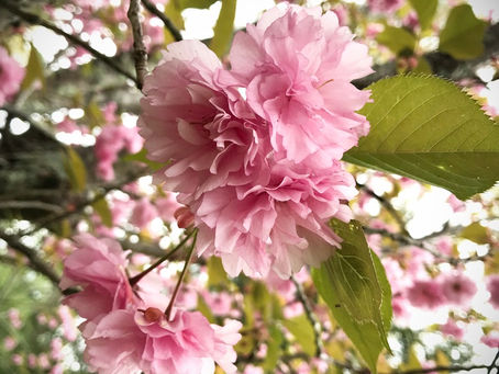 Your Spring