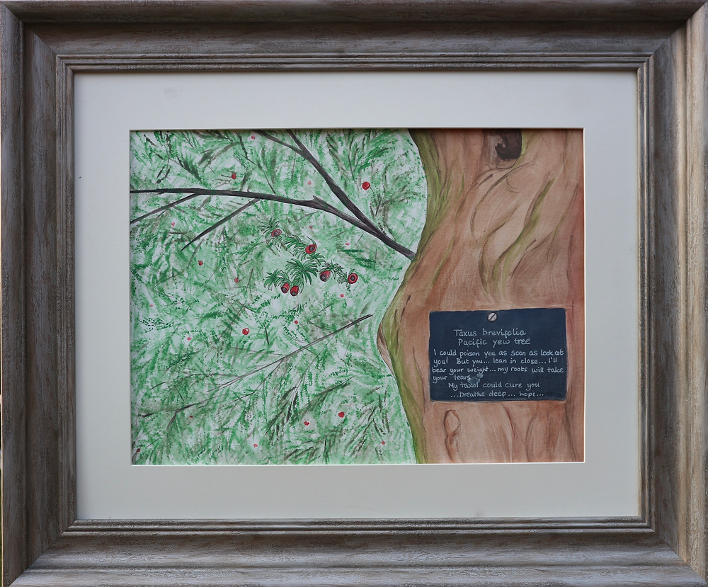 This is a large portrait-orientation pen and watercolour painting, mounted in an off-white mount, and framed in a wide distressed wood-effect frame. It is a painting of an Pacific Yew tree combining a close-up of the tree trunk on the right-hand side of the painting, with a view in a different direction up towards the canopy of the tree on the left-hand side of the painting. The painting was based on reference photographs taken in the arboretum on an autumn day. The two different perspectives combined together in this painting show views that you might experience if you were to get up close to the tree trunk, and then look up through the canopy towards the sky. The close-up of the tree trunk is painted in warm shades of pale orange-brown. There are some vertical lines curving down the bark showing the slightly twisted growth of the tree, and the edge of the tree shows a thin layer of cool moss growing on the smooth trunk. Towards the bottom of this area of tree trunk is a dark grey plaque with white text similar to those found throughout Westonbirt Arboretum. The message, which mentions taxol, a powerful cancer drunk that was originally derived from yew trees, reads: Taxus brevifolia Pacific Yew Tree I could poison you as soon as look at you! But you… lean in close… I’ll bear your weight… my roots will take your tears. My taxol could cure you. …breathe deep… hope… The left-hand side of the painting shows dark tree branches silhouetted against a pale sky. This area is filled with expressive brush marks in deep green suggesting the needles of the tree, with glimpses of bright pink-red berries. There is a small section painted in greater detail showing a small branch closer to the viewer, with needles covering the branch, and six red berries, with their brown-black seeds peeping out.