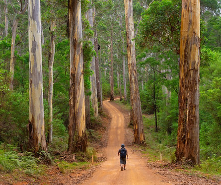 stanley-firewood-jarrah.jpg