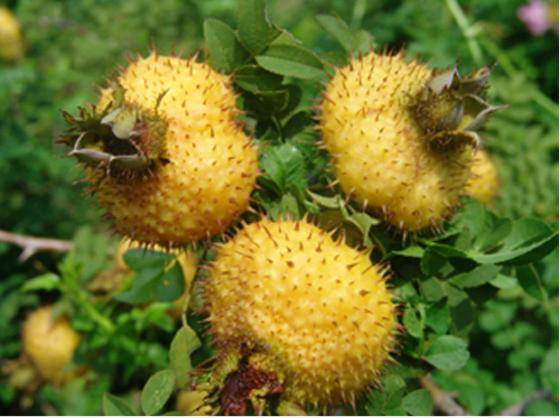 Cili Fruit