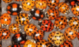 Harlequin ladybirds