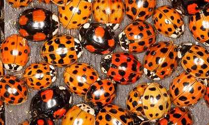 Harlequin ladybirds
