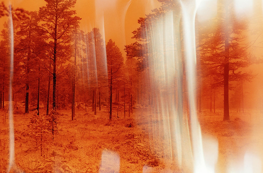 Foto - Sunniva Hestenes - A bird flew in