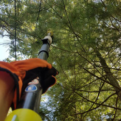 Tree Maintenance
