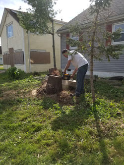 Tree & Stump Removals