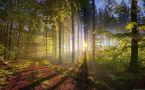1 spring woods.jpg