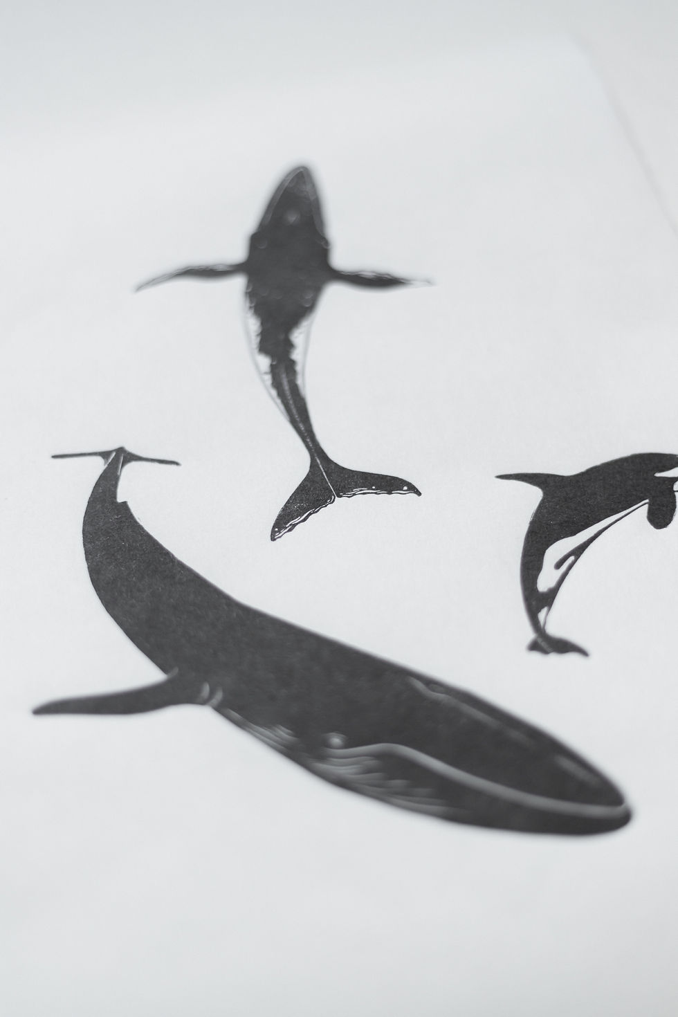 Thumbnail: Whales comp. 1
