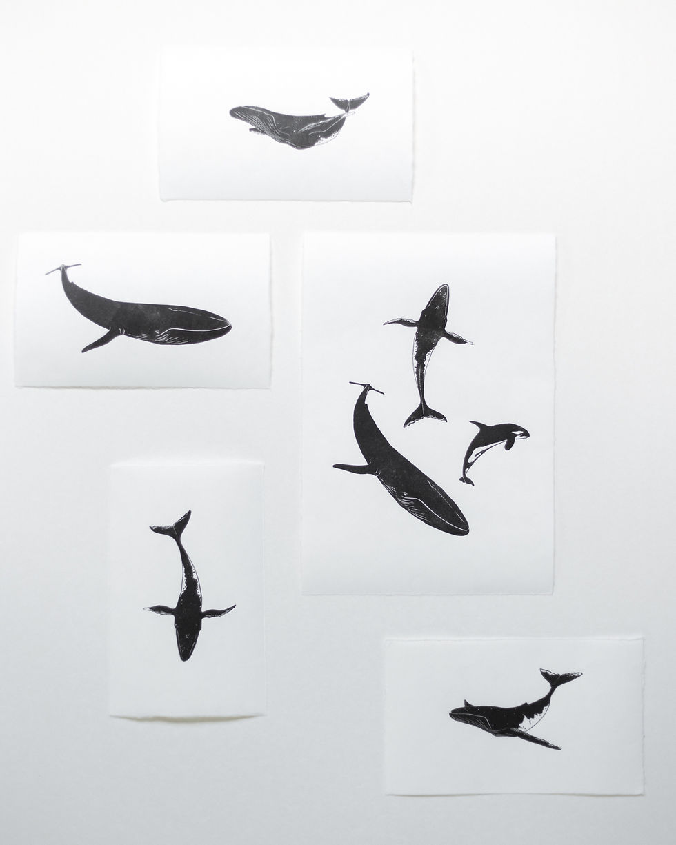 Thumbnail: Fiona | blue whale