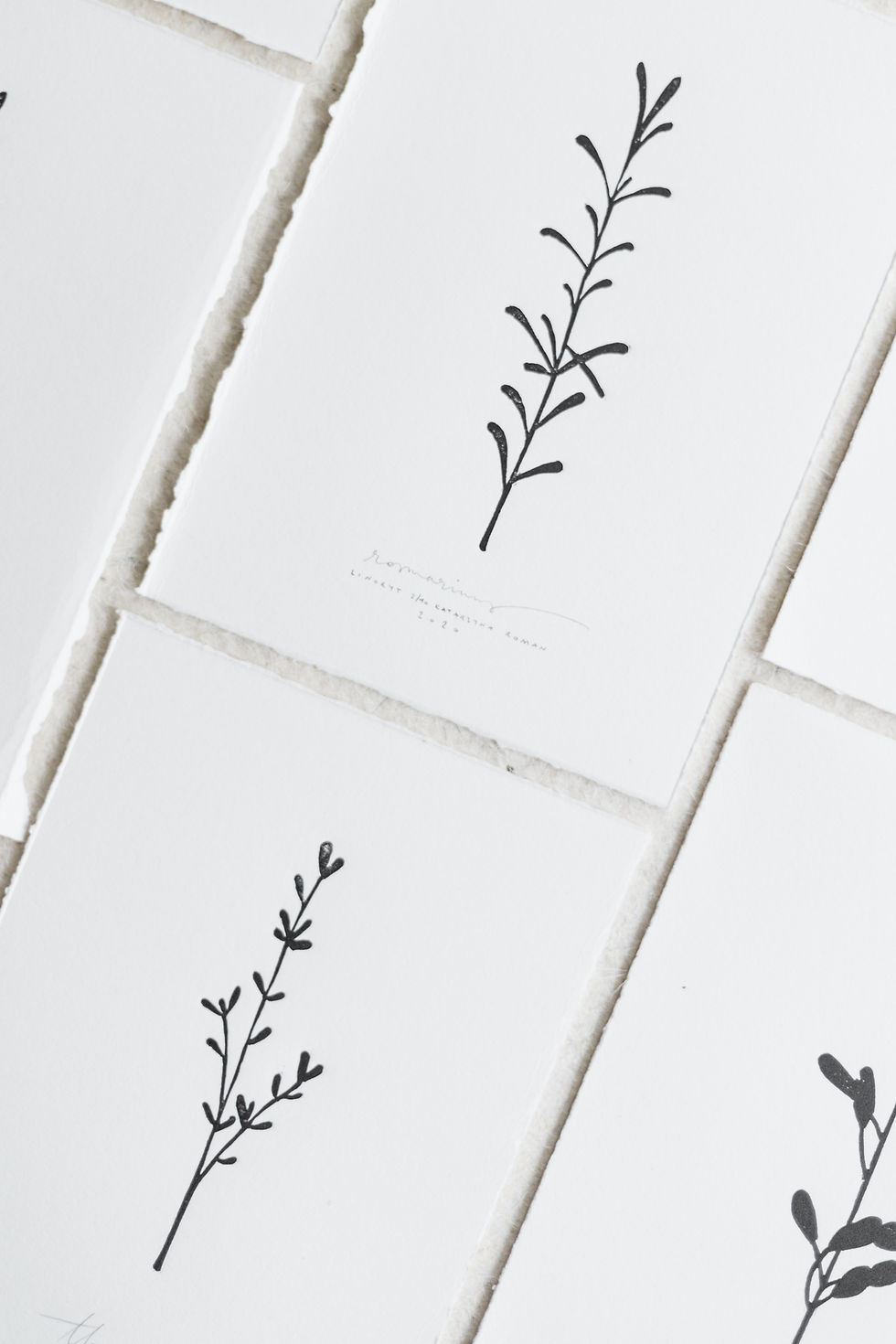 Thumbnail: Botanical shadows | rosmarinus, salvia, thymes