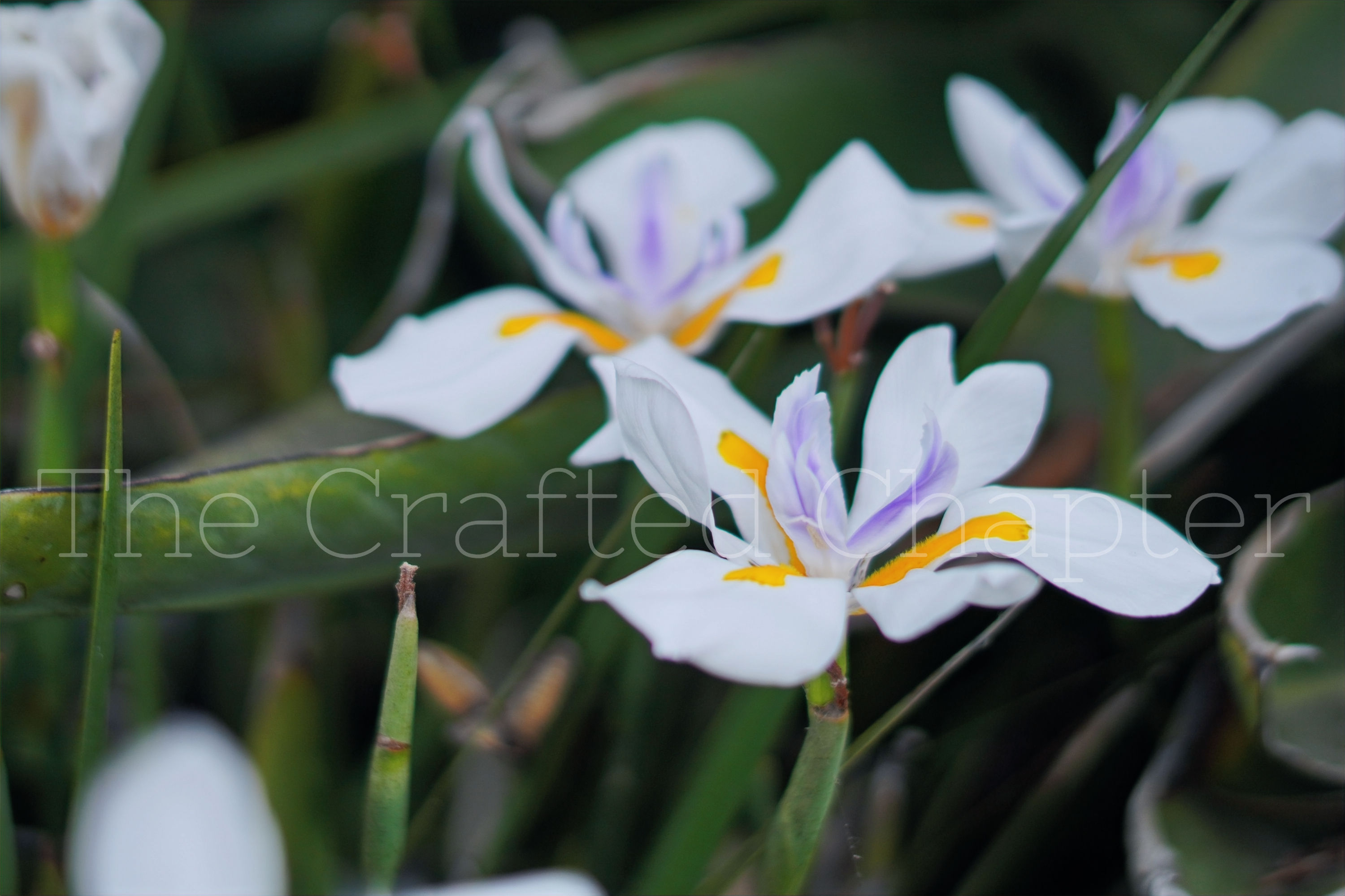 Dream Walker in a Field of Flowers