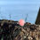 Thumbnail: Pink Opal Ring