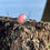 Thumbnail: Pink Opal Ring