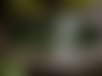 A peaceful stone basin ,tsukubai, filled with water surrounded by lush green ferns and moss, set in a serene garden environment.