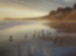 1542. Birds at Hope Ranch Beach