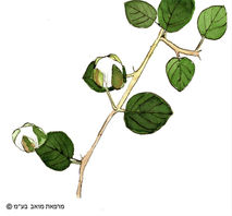 על טקסטים עתיקים ברפואה הפרסית