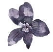 35-5 Viola.png