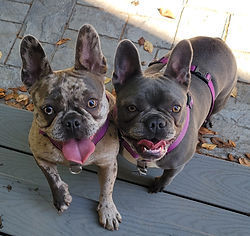Two happy puppies!