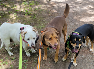 Three happy dogs!
