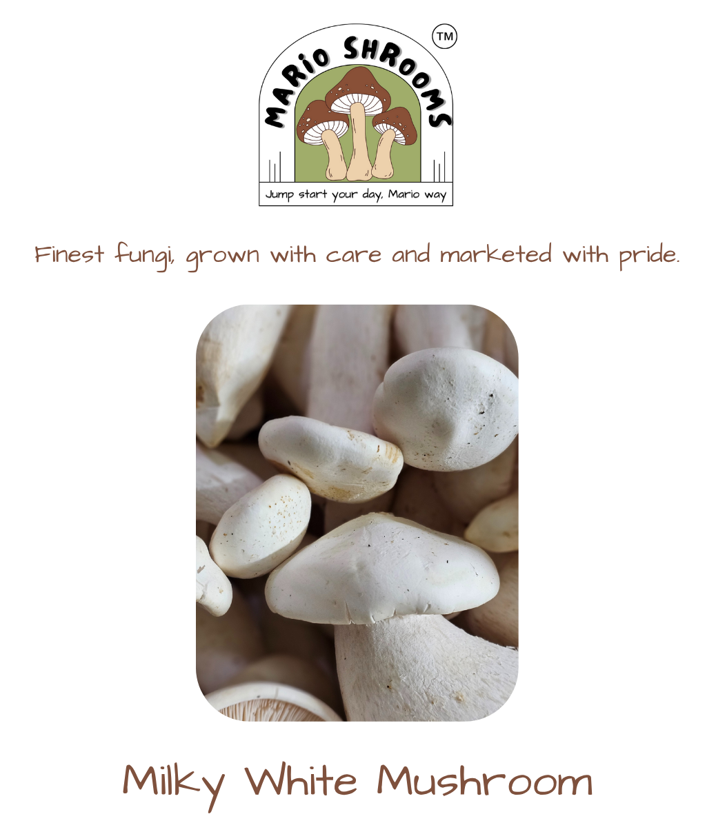 Fresh Milky White Mushroom