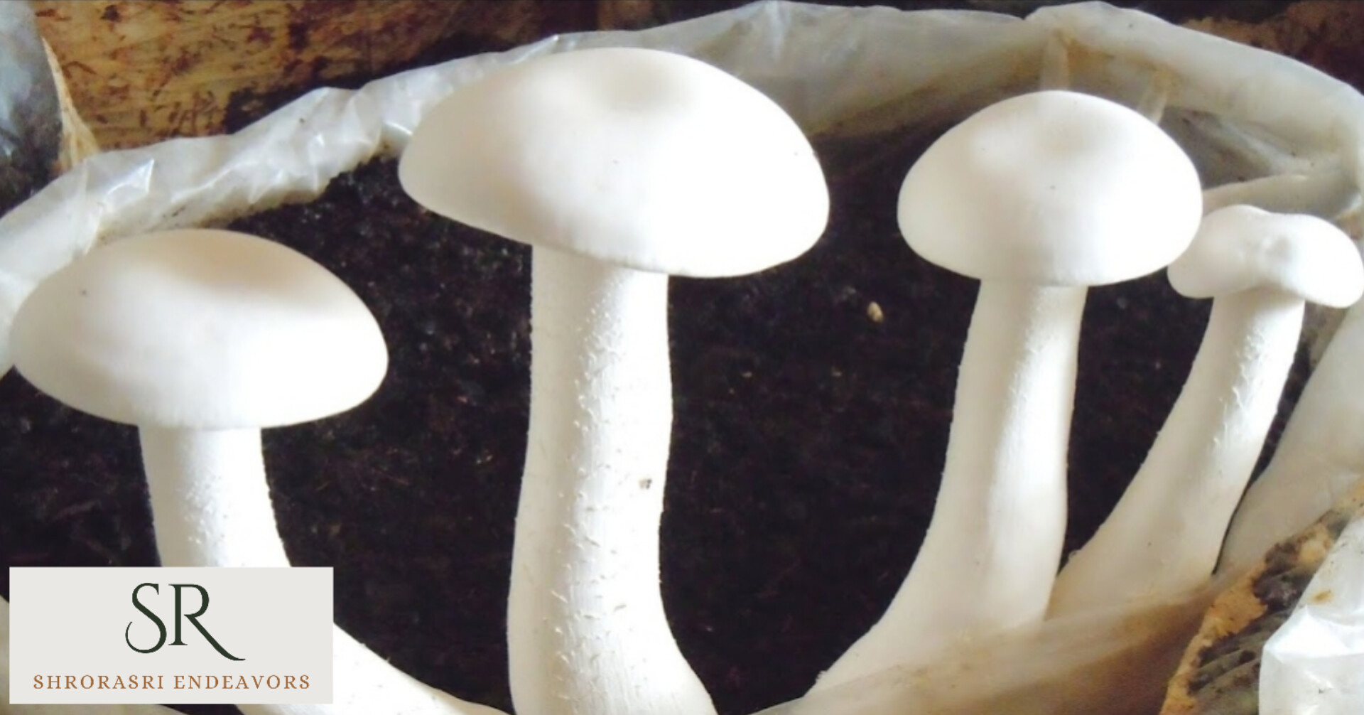 Fresh Milky White Mushroom