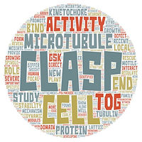 CLASP-at-a-glance.jpeg