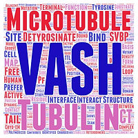 VASH-Structure.jpeg