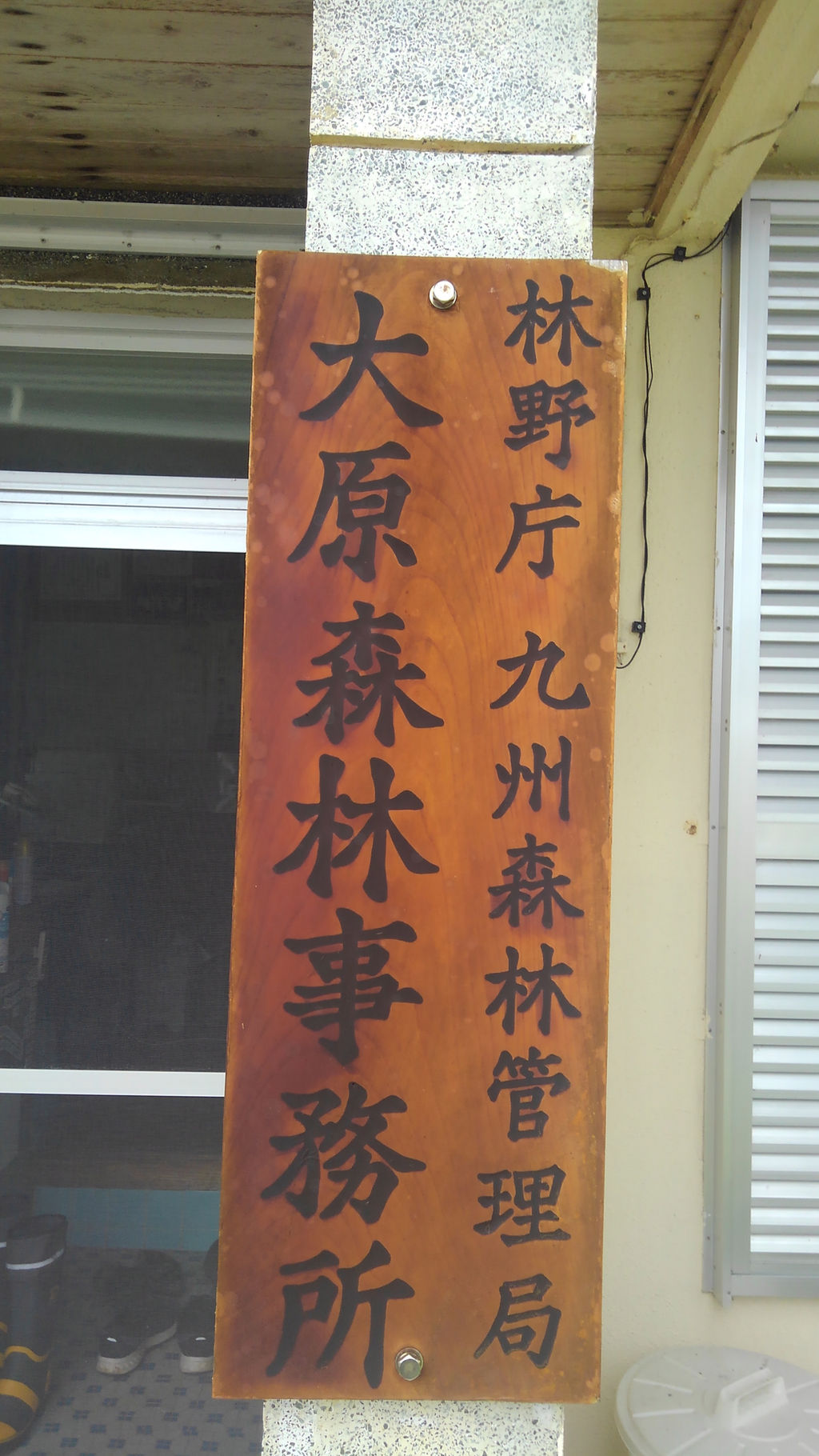 西表島ウンピョウ ヤマピカリャー Iriomoteunpyou