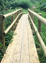 Forest Trail.jpg