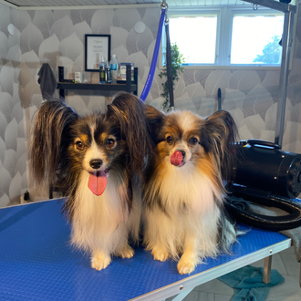 Två Papillon hundar på besök hos hundfrisör Trimstugan4dogs i Onsala