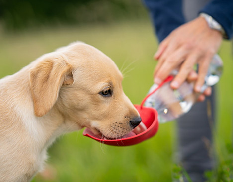Puppy Drinking from Red Water Tray.jpg