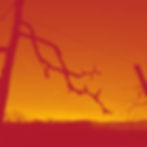 Branches de pommier biologique et GRTA