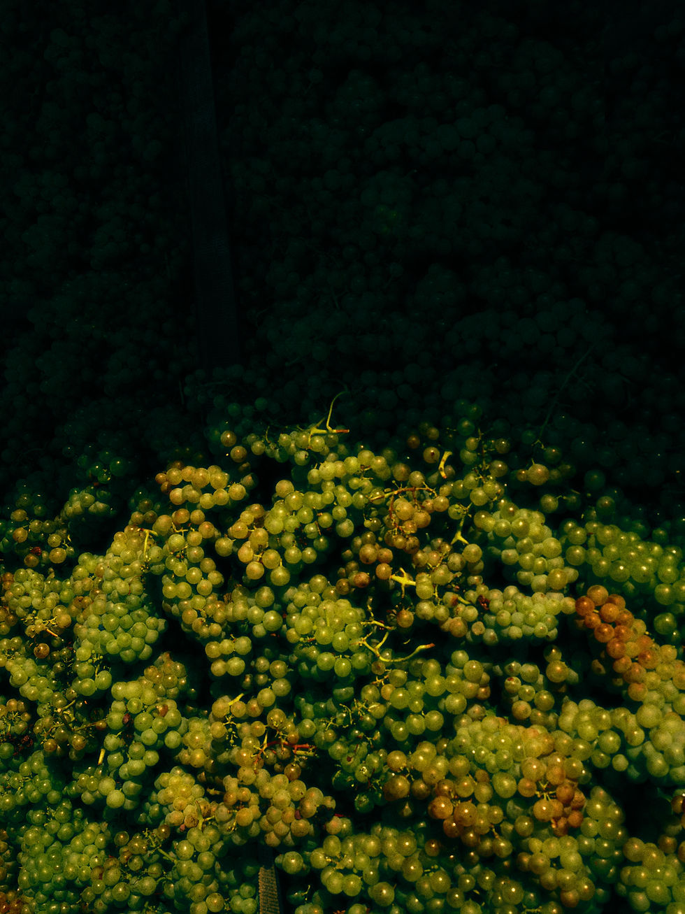 Détail de raisins bio pendant les vendanges au Domaine du Chambet en Suisse