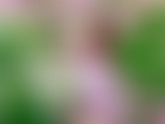 6月の紫陽花と