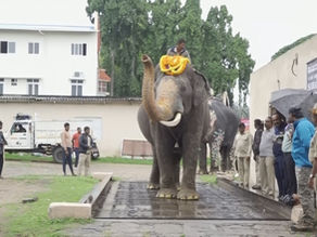 ಗಜಪಡೆ ಗೆ ತೂಕ ಪರೀಕ್ಷೆ...