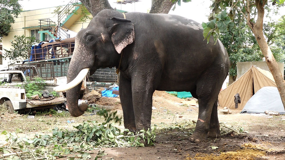 ಧನಂಜಯ - 5,310 kg