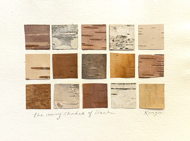 many shades of birch