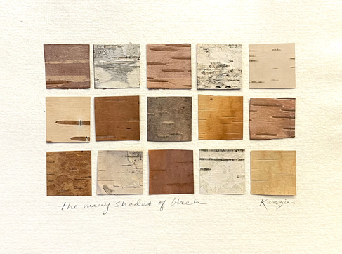 many shades of birch