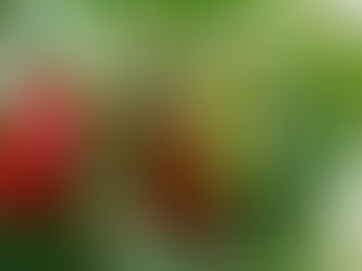 The secret that helps pepper plants keep growing