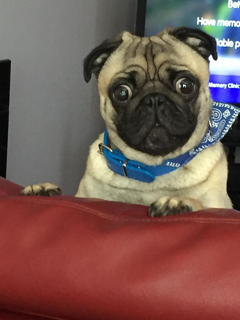 Percy.jpeg