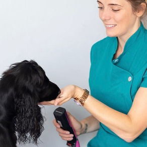 The Top 3 Ways Holistic Grooming Can Benefit Your Pet's Well-Being
