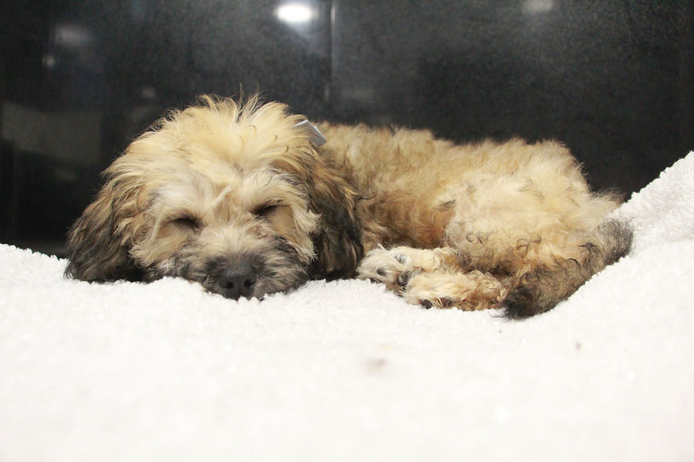 puppy sleeps on fleece blanket during grooming session.