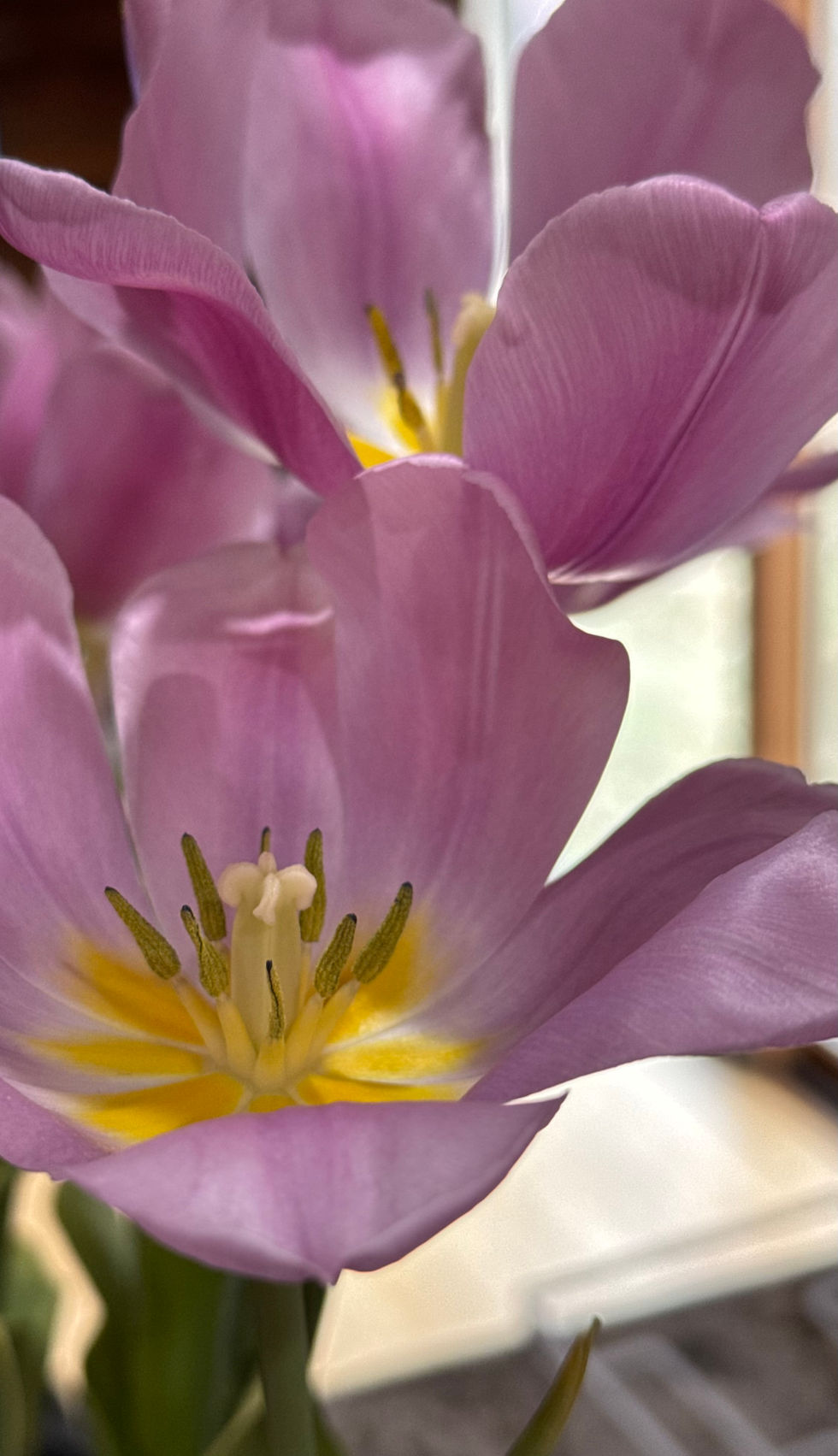 purple flower