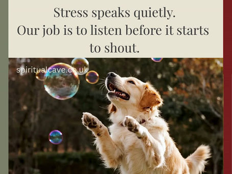 Dog is catching bubbles showing to release stress