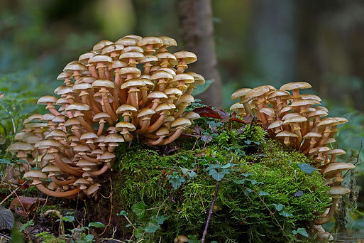 mushrooms-2848617_1920.jpg