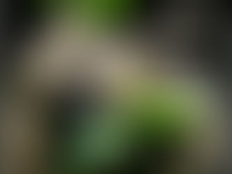 A chameleon is motionless only his eyes moving