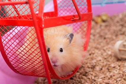 Hamsterwiel